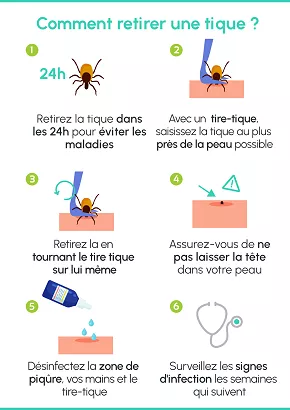 Illustration article Que faire en cas de morsure de tique ?