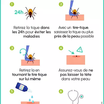 Illustration de Que faire en cas de morsure de tique ?