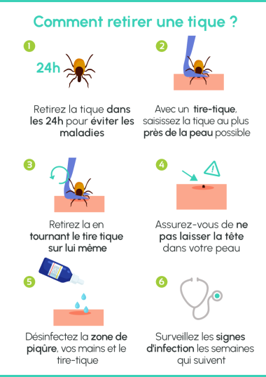Illustration article Que faire en cas de morsure de tique ?